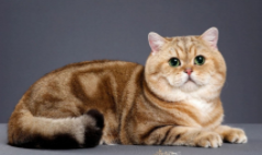 虎斑金渐层（虎斑金渐层的特点）