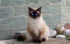 暹罗眼睛颜色鉴别图（暹罗猫品相最好的长什么样）