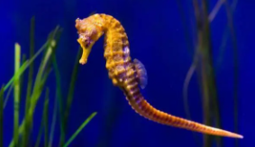 海马是鱼类吗?为什么（海马是鱼吗,解释一下）