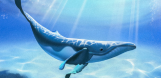 鲸鱼是鱼类吗（鲸鱼是鱼类吗?为什么）