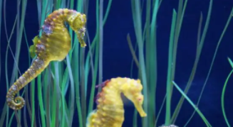 章鱼和海马是鱼类吗（章鱼和海马怎么画简笔画）