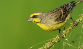 什么鸟最认主人（什么鸟最认主人金青鸟）