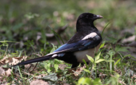 鸟类大全名称（东北鸟类大全介绍）