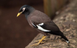 鸟类大全名称（鸟类大全名称图片名字）