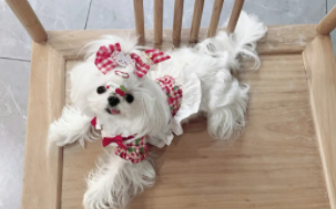 马尔济斯小时候（马尔济斯小时候毛是卷的是什么原因）