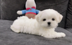 马尔济斯比熊串串图片（马尔济斯比熊串串能卖多少钱）