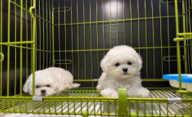 比熊犬图片 纯种（比熊犬图片 幼犬 可爱）