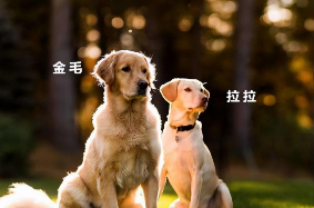 拉布拉多和金毛的区别小时候（拉布拉多和金毛哪个更大）