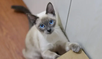 虎斑暹罗猫的种类（虎斑暹罗猫品种介绍）