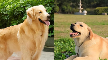 拉布拉多和金毛的区别和相似（拉布拉多和金毛是不是一个品种）