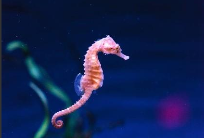 海马属于鱼类吗?为什么（海马属于鱼类吗为什么）