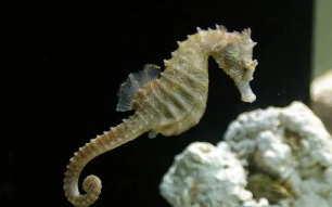 海马属于鱼类吗?理由是什么?（海马属不属于鱼类）