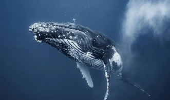 鲸鱼属于鱼类吗（鲨鱼属于鱼类吗）