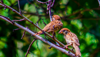 鸟类大全 查询（常见鸟类100种）