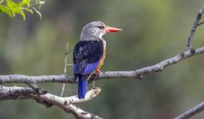 已灭绝的十大巨型鸟（4种即将复活的灭绝动物）