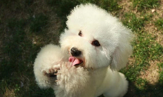 小体比熊犬图片大全（小体比熊是纯种比熊吗）