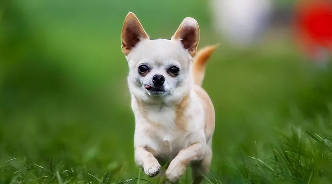 吉娃娃品种的狗是什么样子的（吉娃娃狗品种大全）