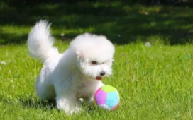 纯种比熊幼犬（纯种比熊幼犬性格温顺）