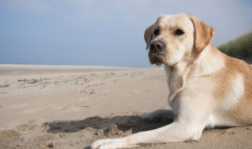 拉布拉多寻回犬和拉布拉多的区别（拉布拉多寻回犬多少钱一只）