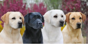 拉布拉多寻回犬是什么意思（拉布拉多寻回犬的样子）