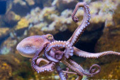 章鱼属于鱼类吗（章鱼属于鱼类吗为什么不能吃）