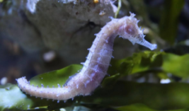 蓝鲸和海马属于鱼类吗（鲸鱼和海马是鱼吗）