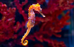 海马属于鱼类吗你有何依据（海马属于鱼类吗?理由是什么?）