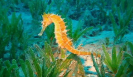 海马属于鱼类吗判断题（海马是不是属于鱼的一类）