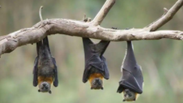 蝙蝠是鸟类吗,为什么（蝙蝠是鸟类吗为什么不是鸟类）