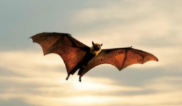 蝙蝠是鸟类吗请回答并说明理由（蝙蝠也是鸟类这个说法是什么的）