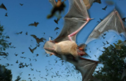 蝙蝠是什么类的动物（蝙蝠是什么类的动物知道吗）