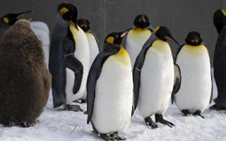 企鹅是鸟类吗?（企鹅是鸟类吗?为什么?）