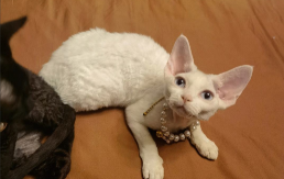 德文猫长大的样子（德文猫能长到多少斤）