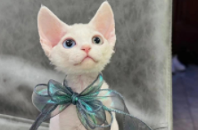 德文什么色系最贵（德文猫让我彻底讨厌猫了）