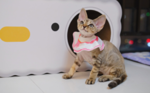 德文猫怎么看品相（德文猫的眼睛颜色等级）