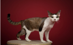 德文猫好养吗（德文猫好养吗,掉毛吗）