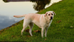 拉布拉多寻回犬价格（拉布拉多寻回犬长什么样子）