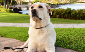 拉布拉多寻回犬长什么样子（拉布拉多寻回犬长什么样子的图片）