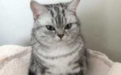 虎斑猫市场价多少钱一只（虎斑猫千万不能养）