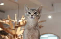 阿比西尼亚多大认主人（阿比西尼亚 体型）