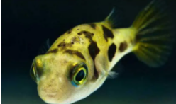 河豚和海马是鱼类吗（河马和海豚是什么关系）