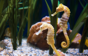 海马是鱼类吗是哺乳动物吗（海马是鱼吗,解释一下）