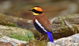 鸟类种类介绍（鸟类有哪些品种）