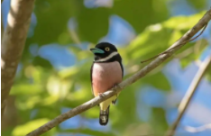 鸟类大全带鸟名称（鸟类大全的名字）