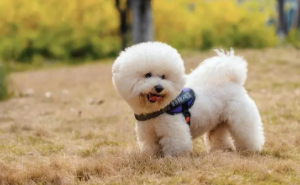 纯种黑色比熊犬图片（纯黑色比熊犬怎么样）