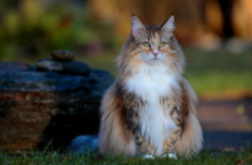 挪威森林猫寿命（挪威森林猫能长多重）