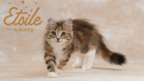 西伯利亚森林猫的特点（西伯利亚森林猫性格怎么样）