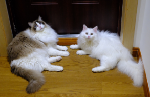 挪威森林猫和布偶猫的区别（挪威森林猫和布偶猫的区别在哪）