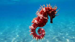 海马是鱼类吗?（海马是鱼类吗）