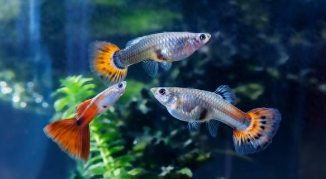 观赏鱼养殖技术有哪些（观赏鱼养殖技术介绍）